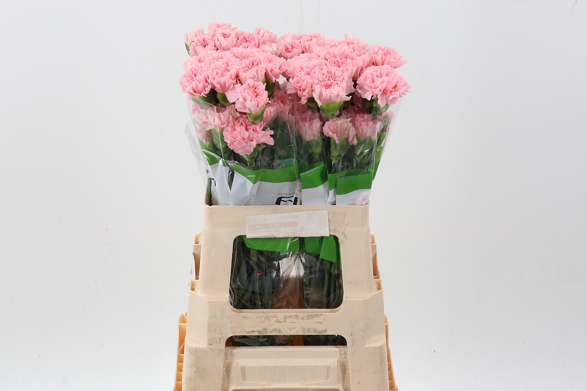 Dianthus Single Doncel 60cm