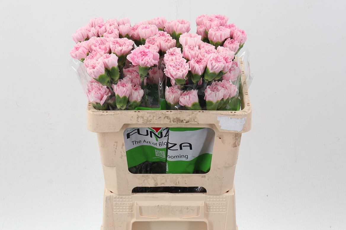 Dianthus Single Essiana 50cm