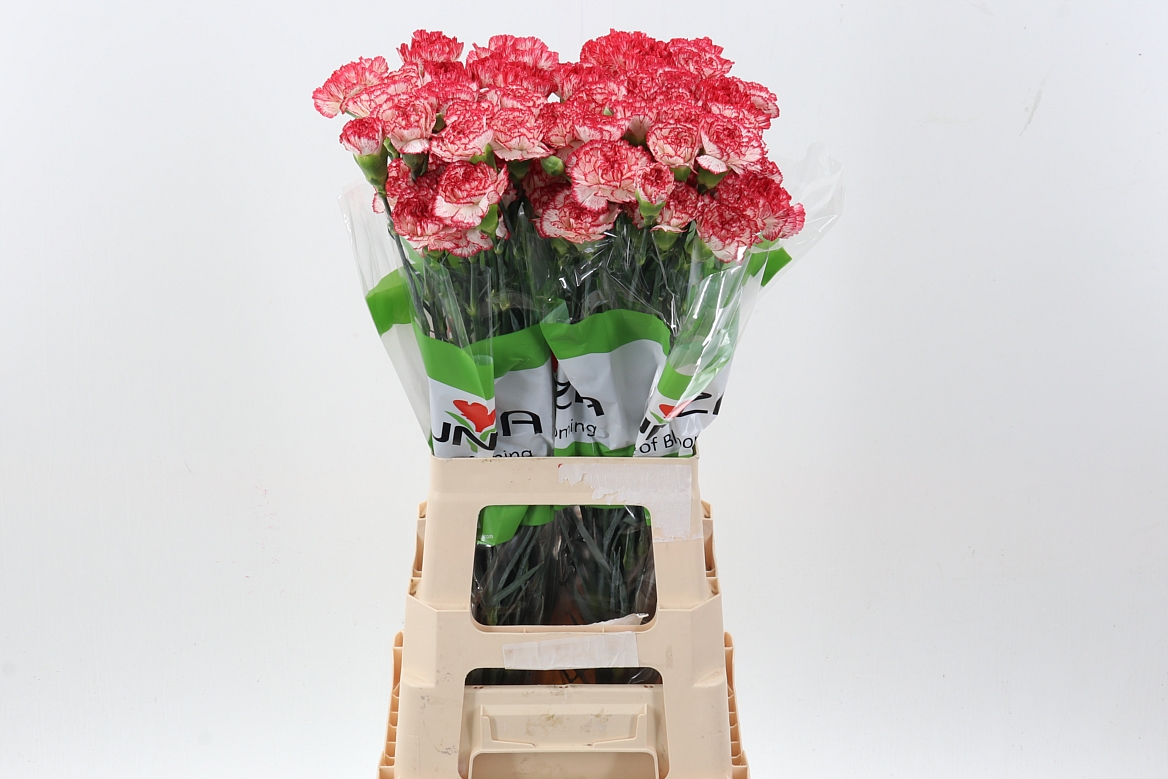 Dianthus Single Sorisso 70cm