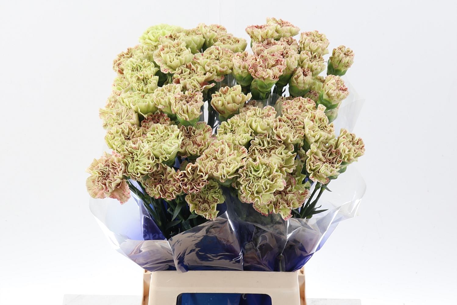 Dianthus Cover 70cm