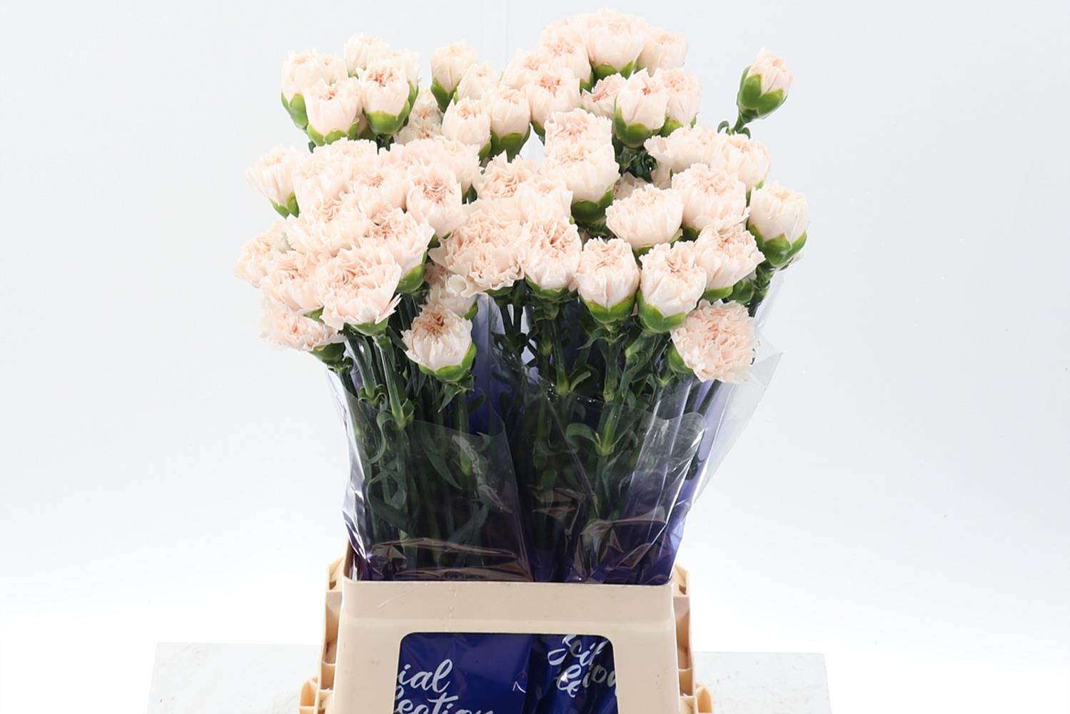 Dianthus Single Brut 70cm