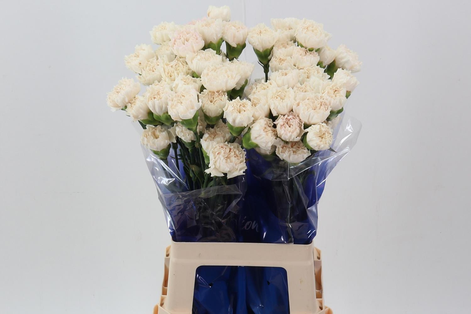 Dianthus Single Moon Golem 70cm