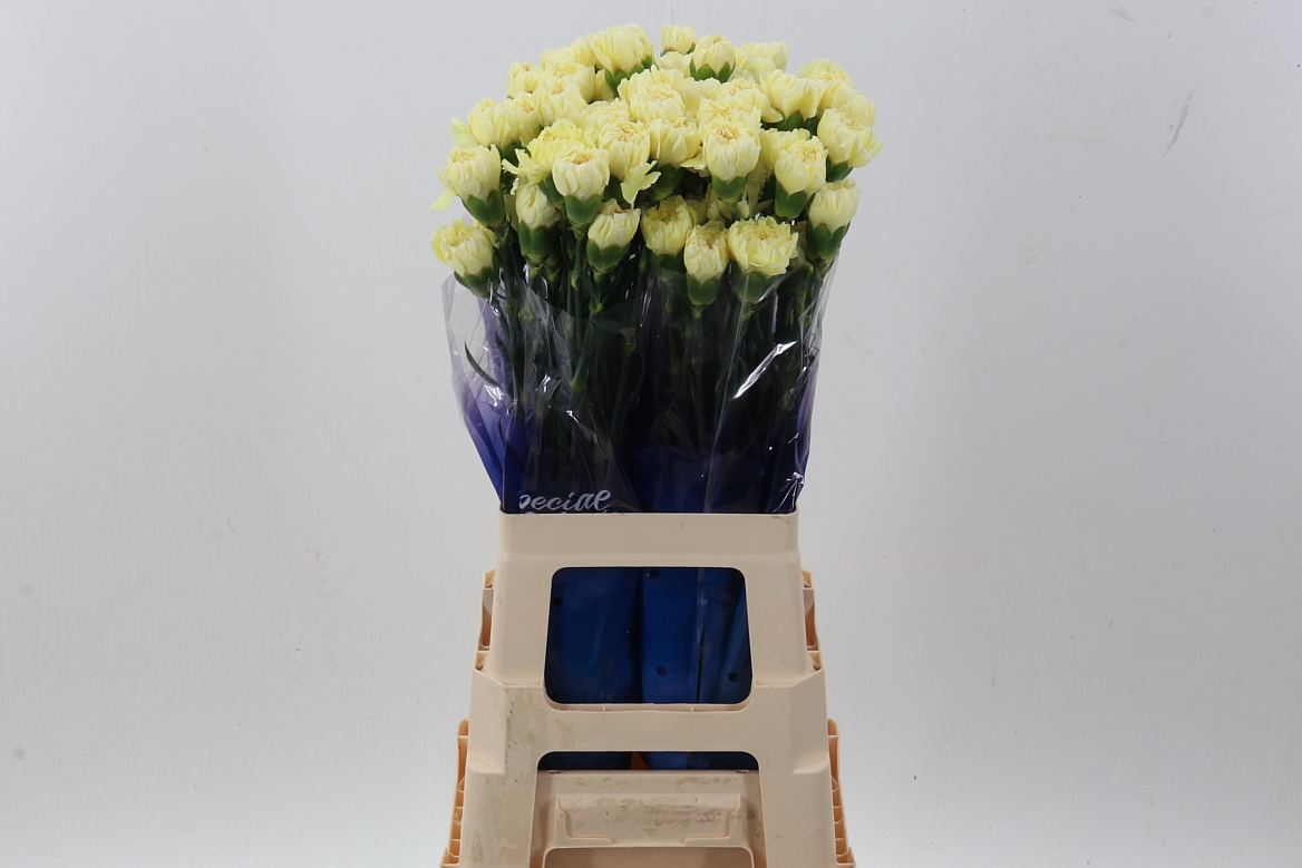 Dianthus Single Wedding 70cm