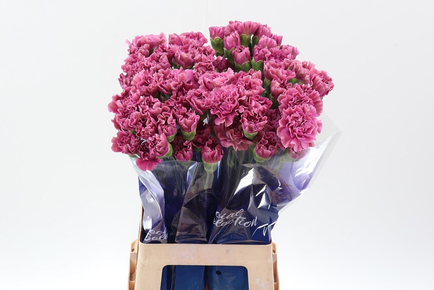 Dianthus St Edmond 70cm
