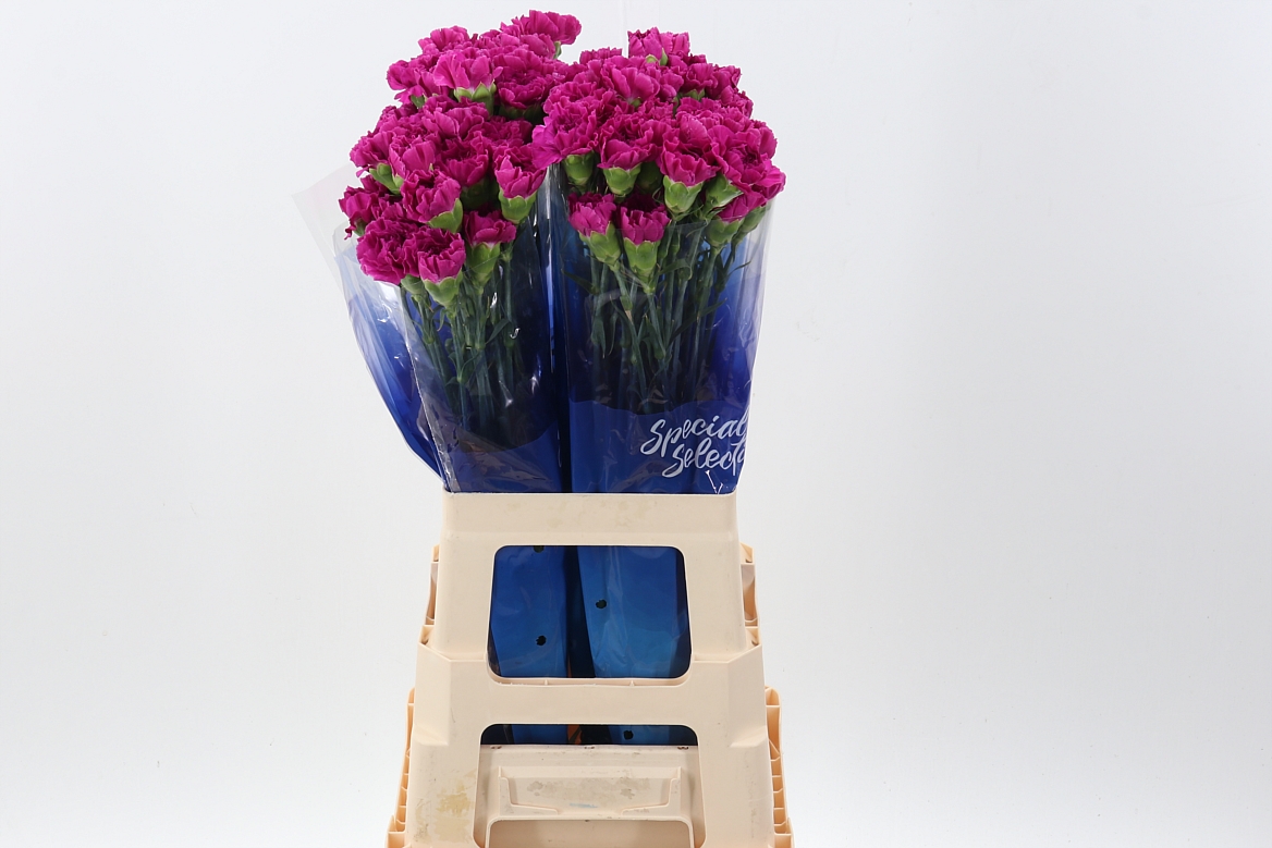 Dianthus Single Happy Gema 70cm