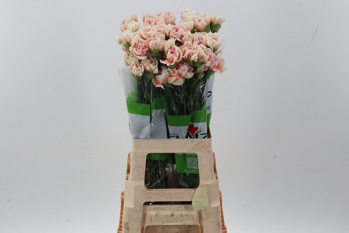 Dianthus Single Happy Hoshi 70cm