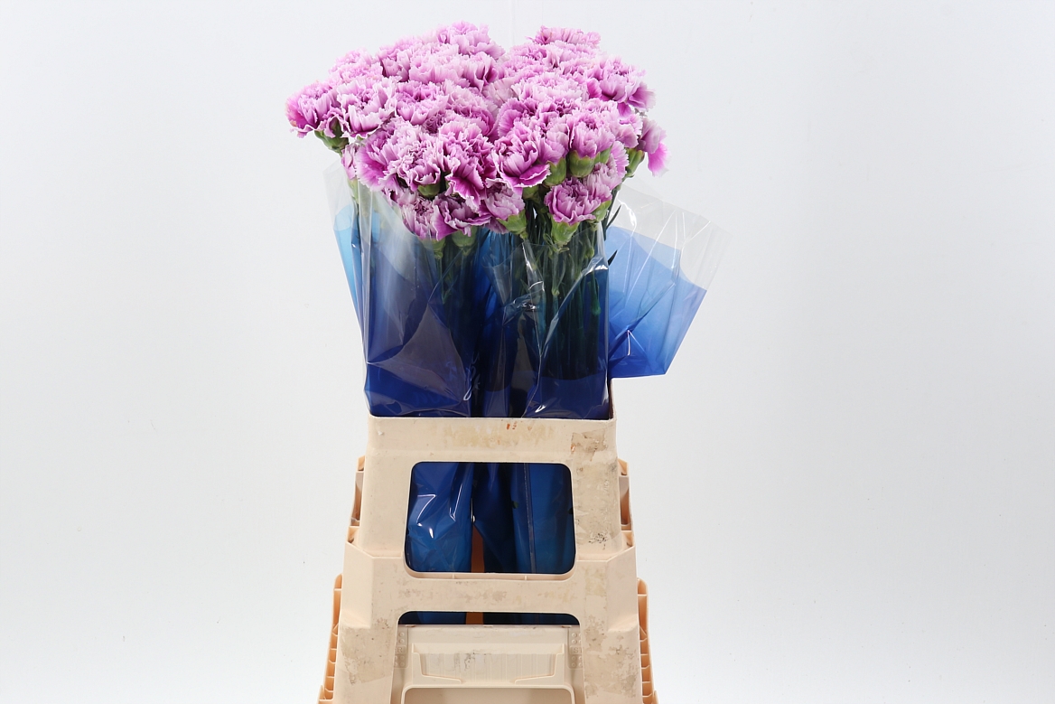Dianthus St 70cm