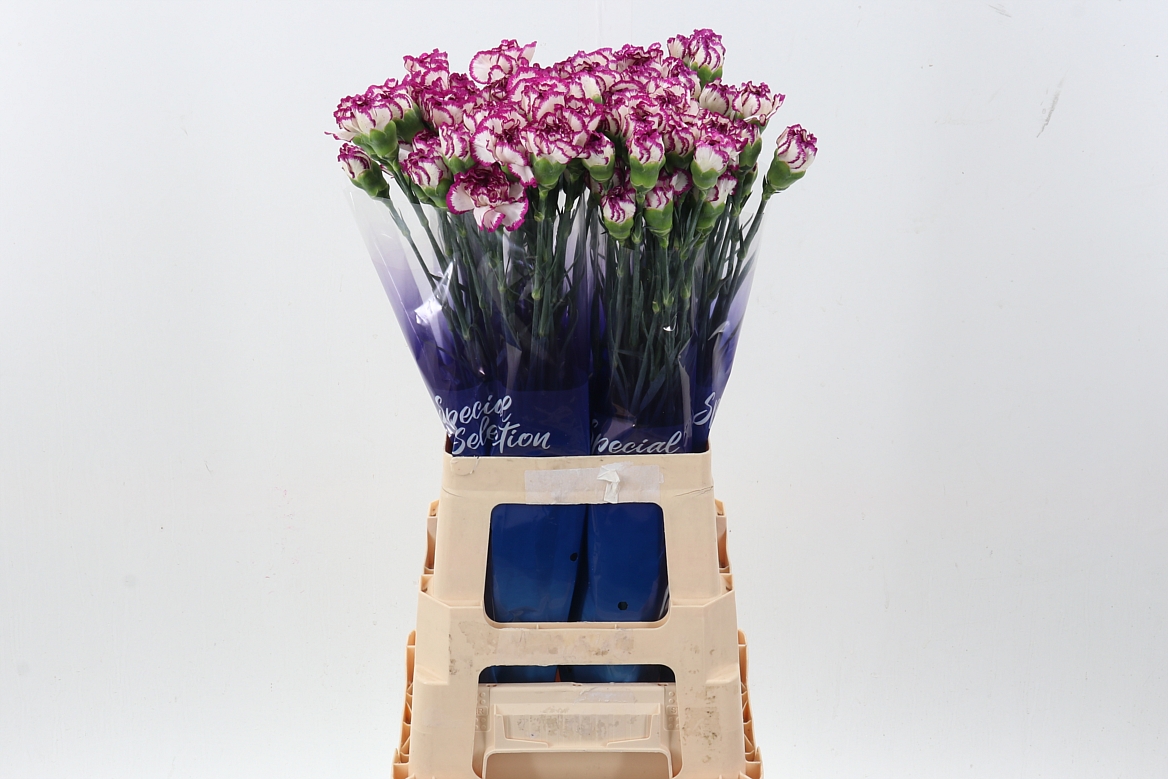 Dianthus Single Kino 70cm