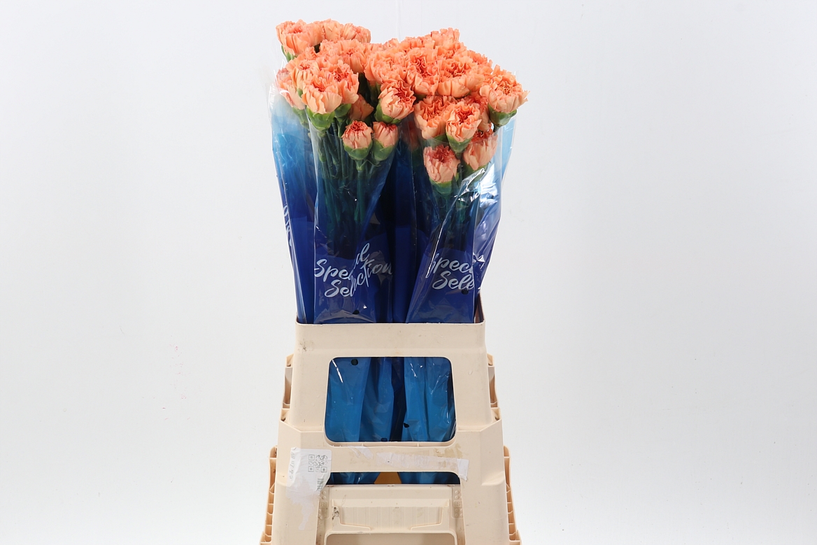 Dianthus Single Hermes Orange 70cm