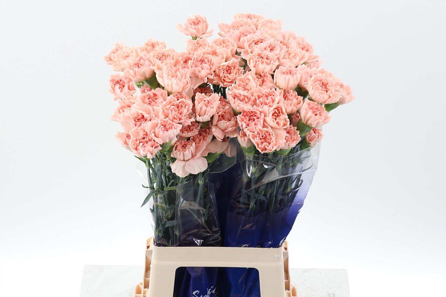 Dianthus St 70cm