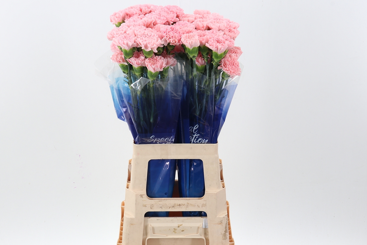 Dianthus Single Doncel 70cm