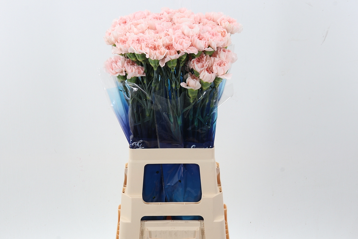 Dianthus Single Maruchi 70cm