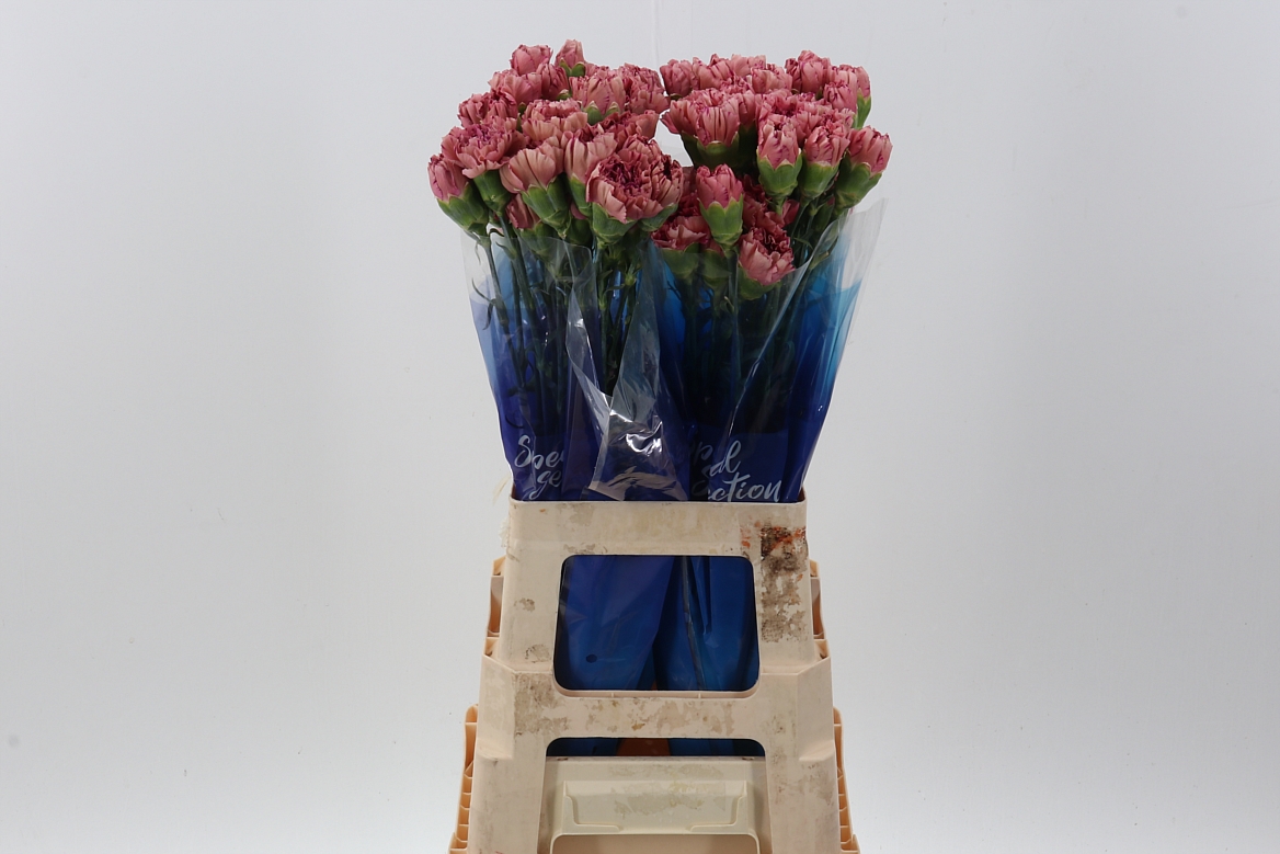 Dianthus Single Vortex 70cm
