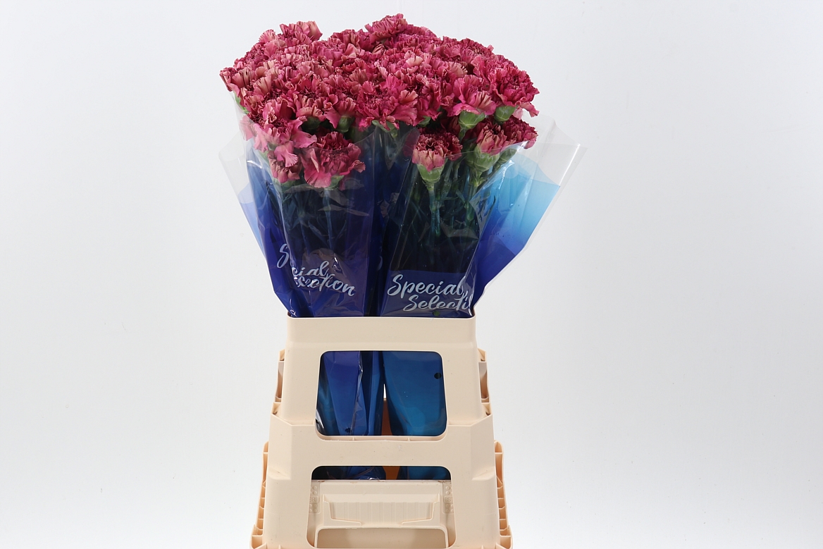 Dianthus Single Viper Wine 70cm