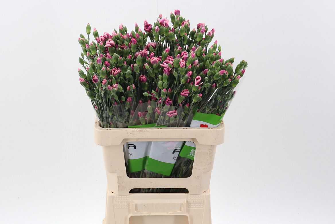 Dianthus Spray Single Solomio Bono 60cm