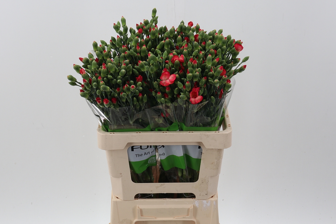 Dianthus Spray Single Solomio Fen 60cm