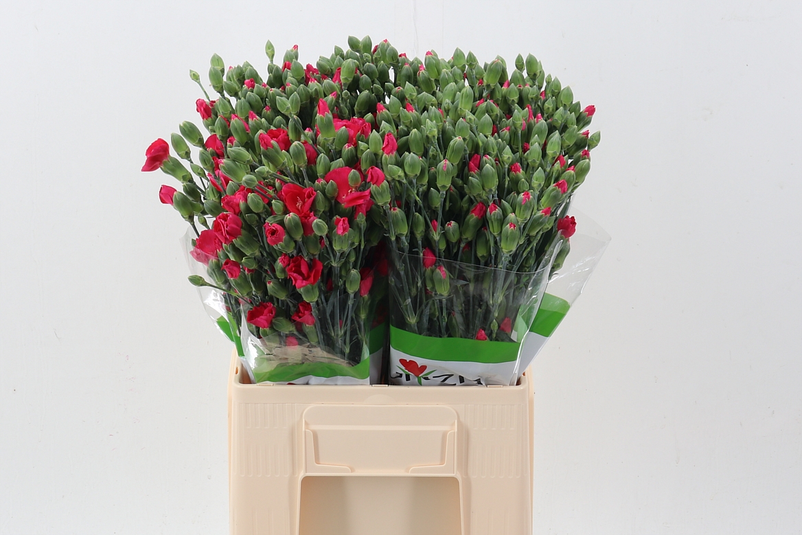 Dianthus Spr Solomio Imre 60cm