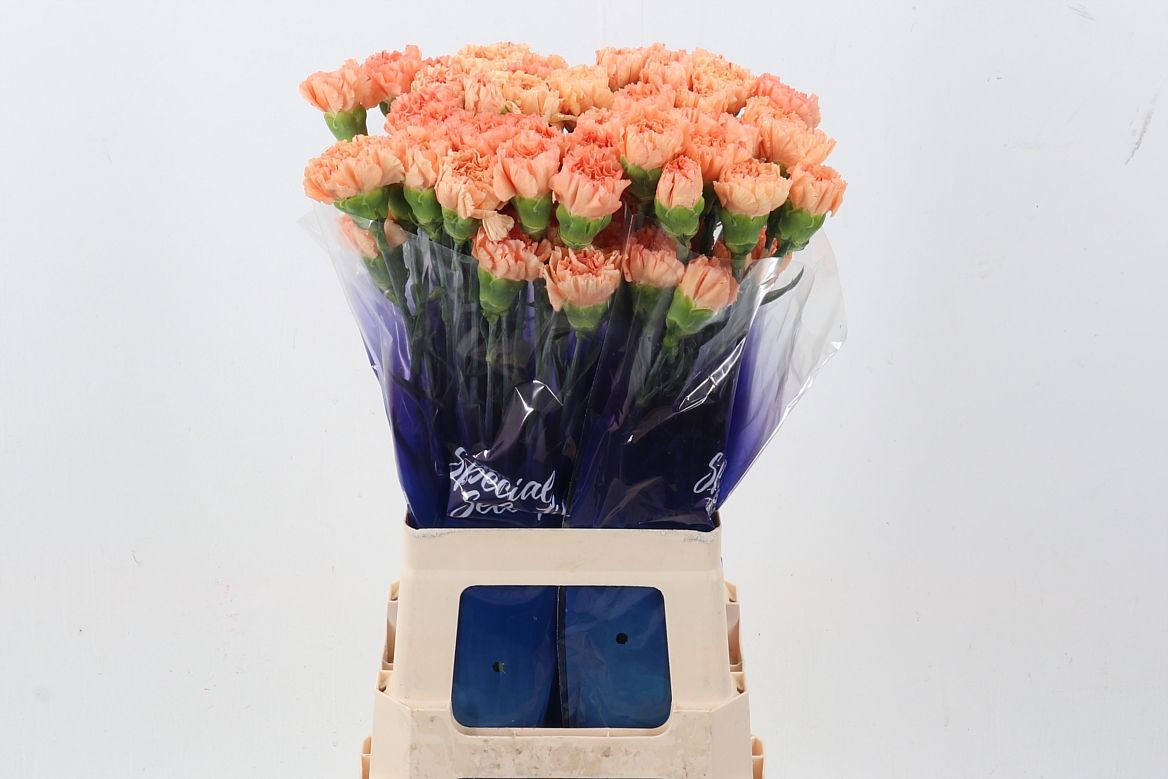 Dianthus St Gobi 70cm