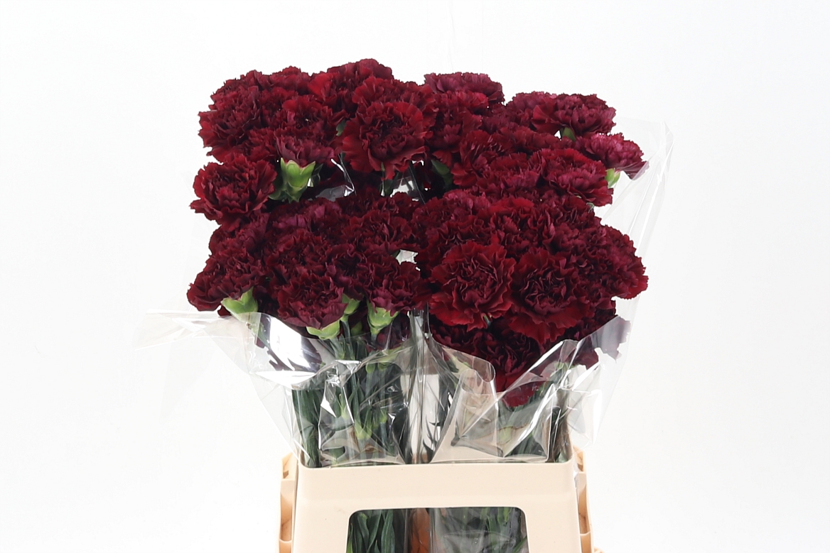 Dianthus Zurigo 70cm