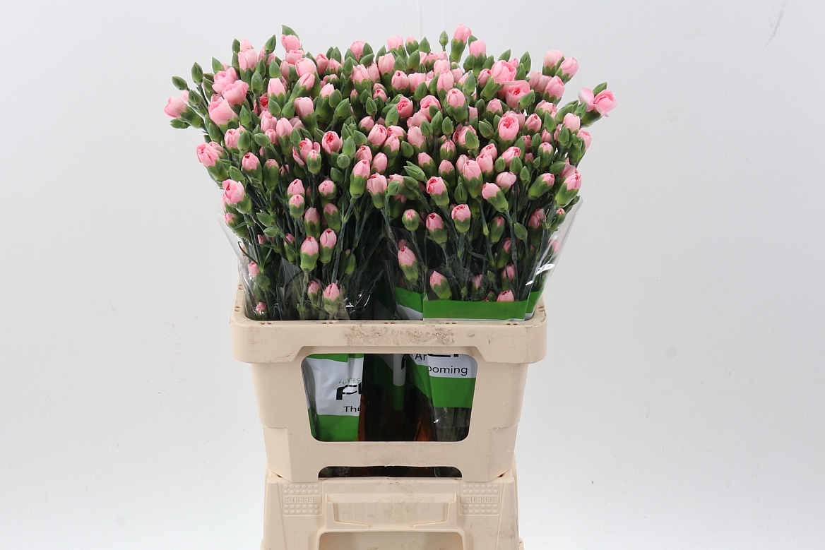 Dianthus Spray Athena 65cm
