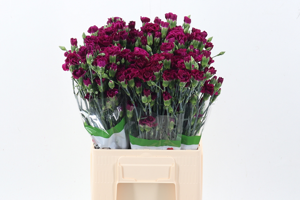 Dianthus Spr Epsilon Select 60cm