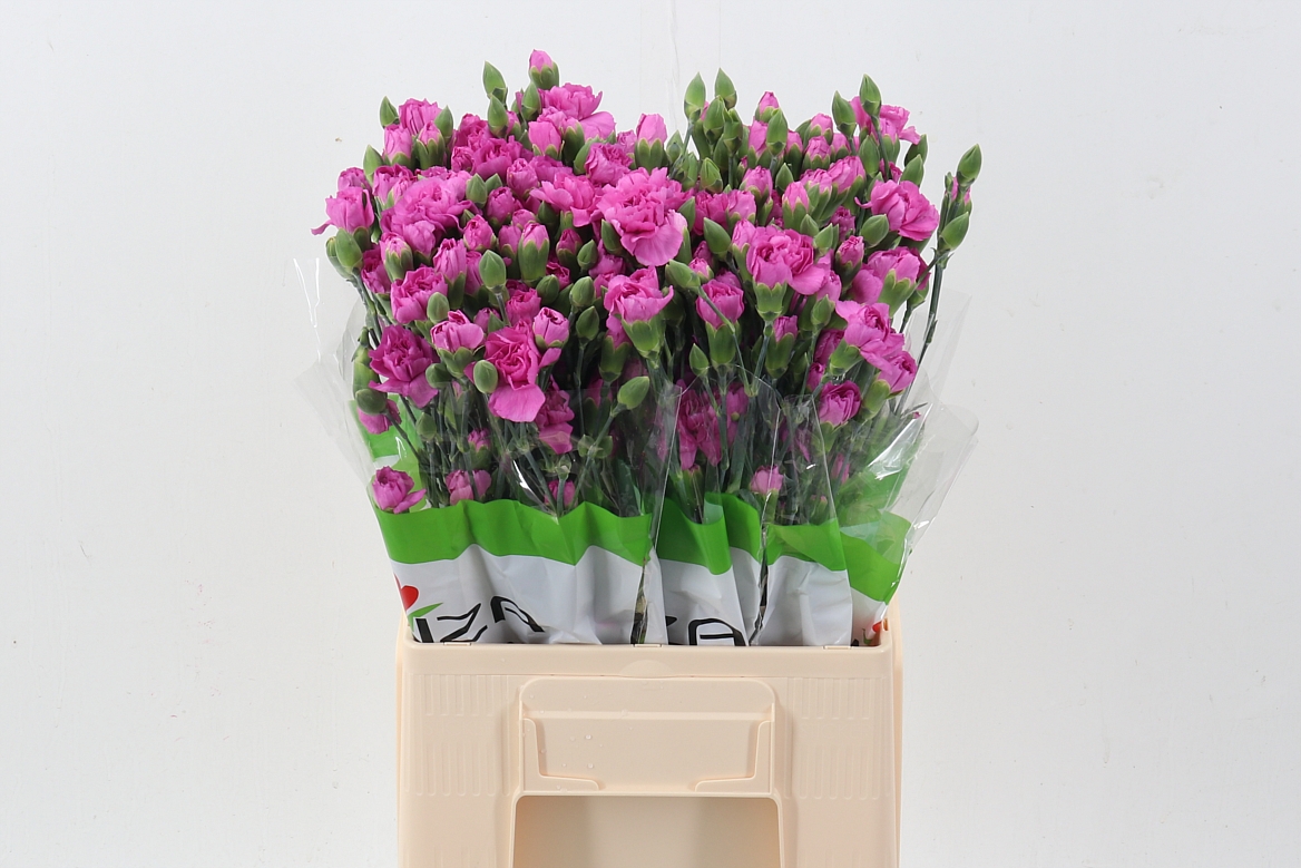 Dianthus Spr Malibu 60cm