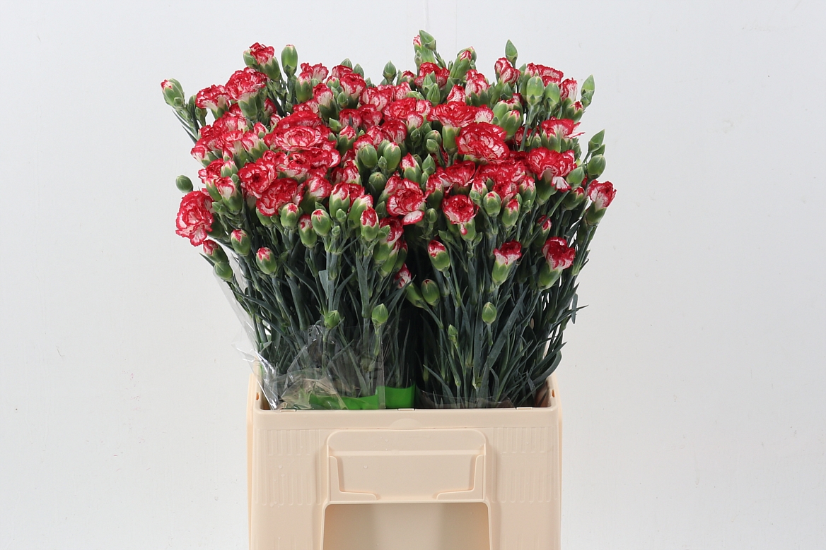 Dianthus Spr Minuetto 60cm