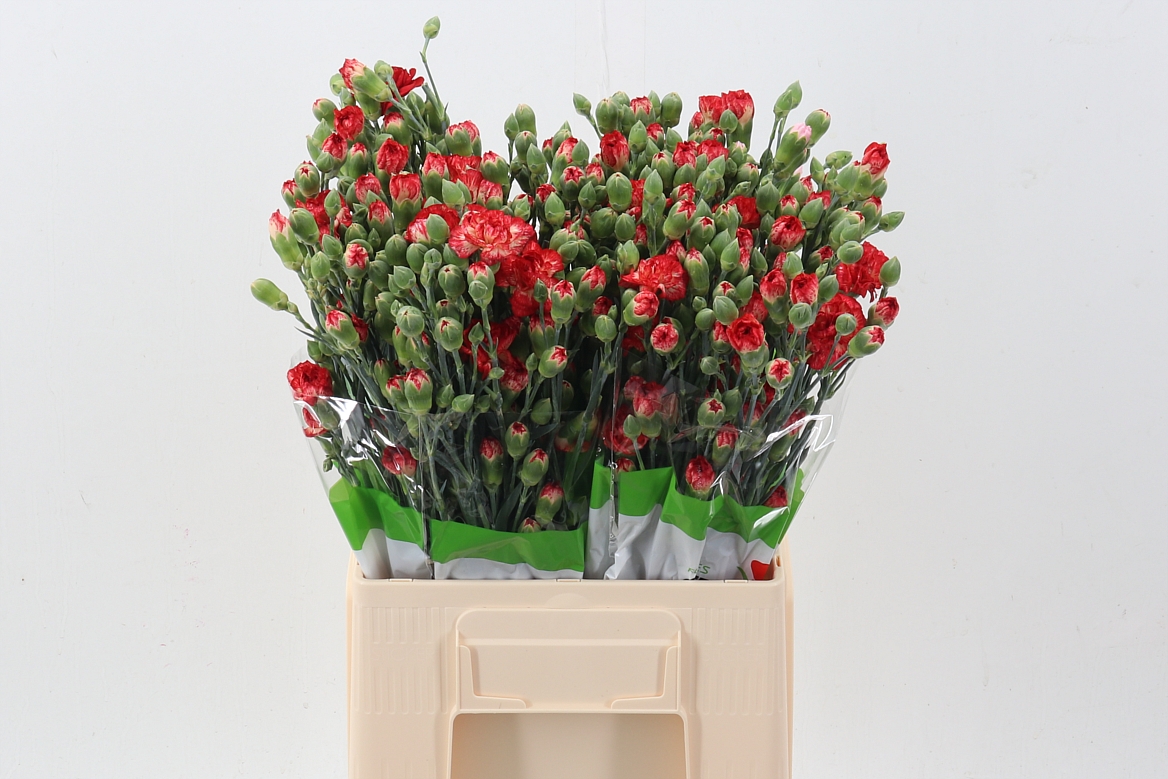 Dianthus Spr 60cm