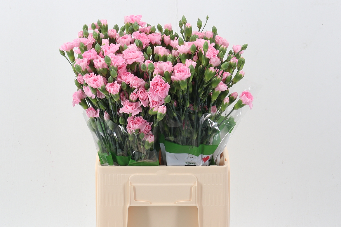 Dianthus Spr Roxanne 60cm