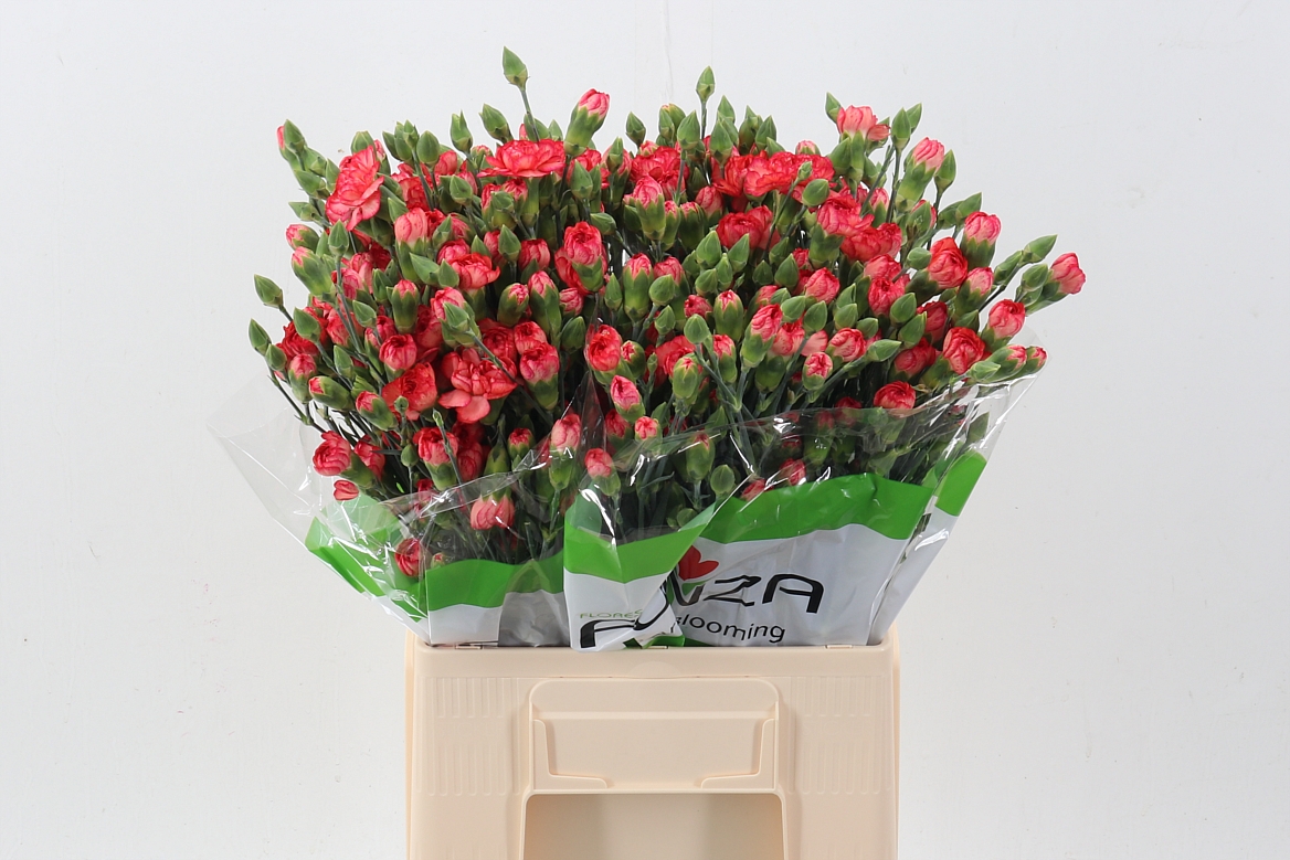 Dianthus Spr 60cm