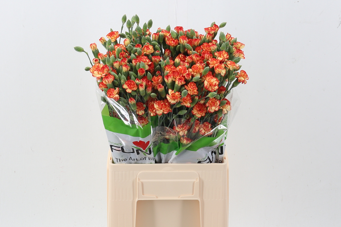Dianthus Spr Carimbo 60cm