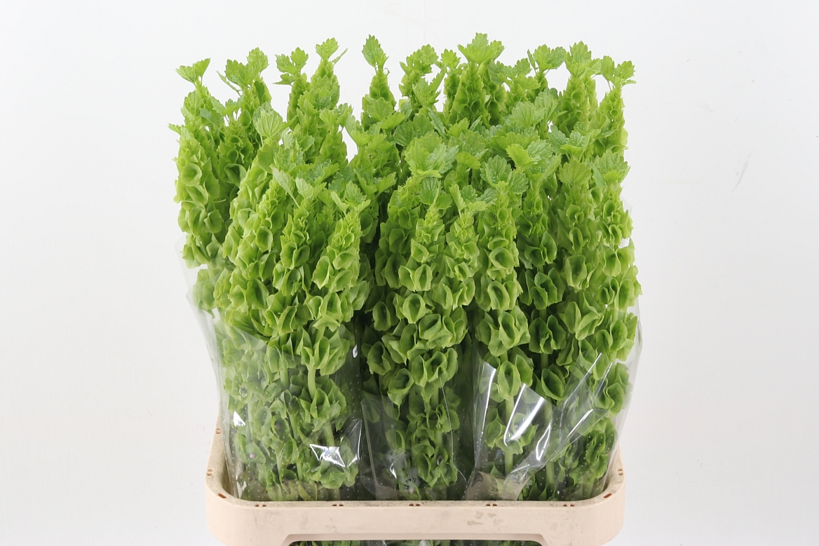 Moluccella Stuk