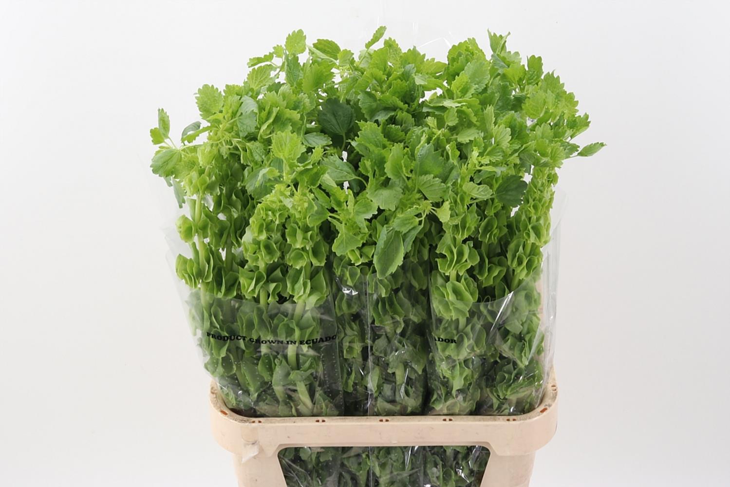 Moluccella 80cm