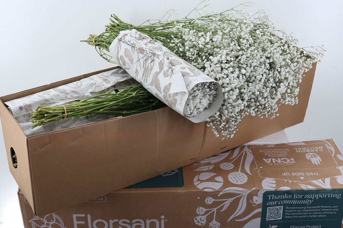 Gypsophila Paniculata Xlence 80cm 30gr.