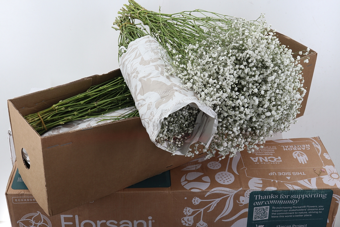 Gypsophila Paniculata Xlence 80cm 40gr.