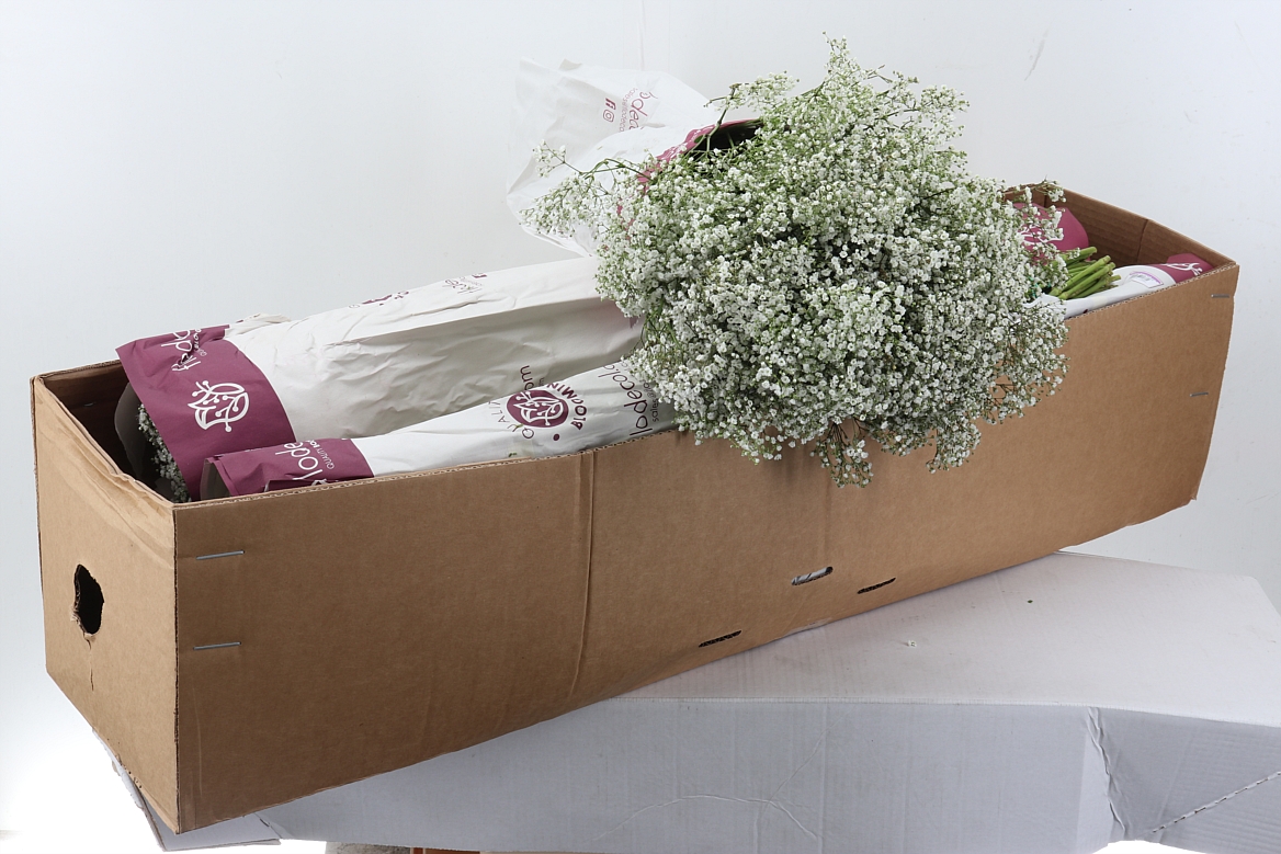 Gypsophila Paniculata Million Stars 80cm 30gr.