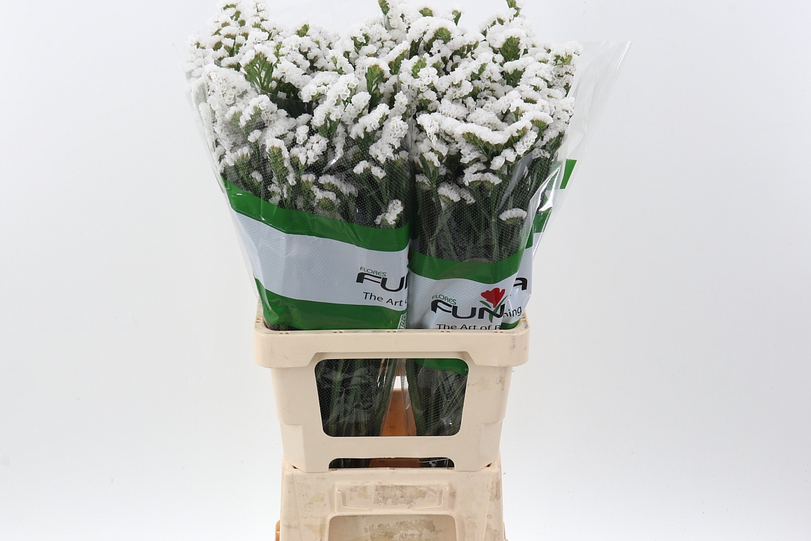 Lim S Glacier Trophy White Fu