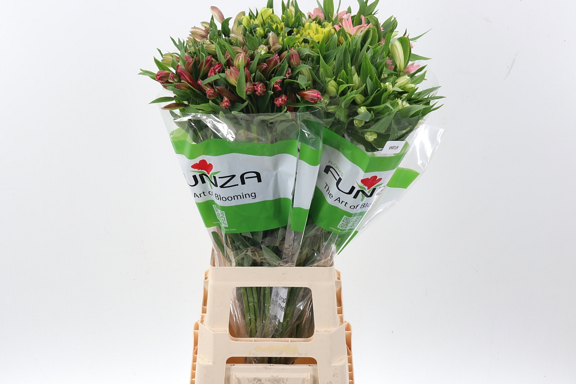 Alstr Assorted In Bucket 70cm