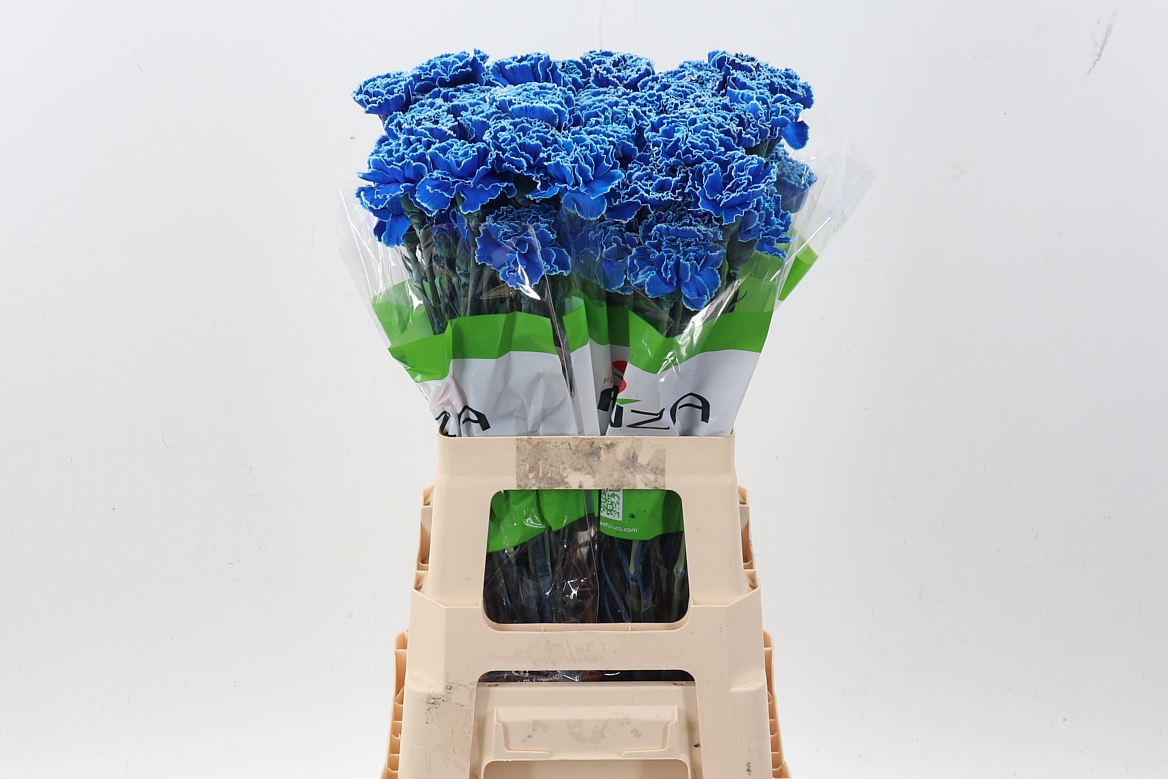 Dianthus St Painted 70cm