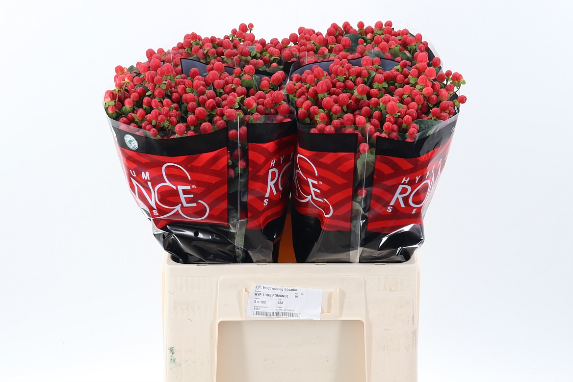 Hypericum True Romance 60cm