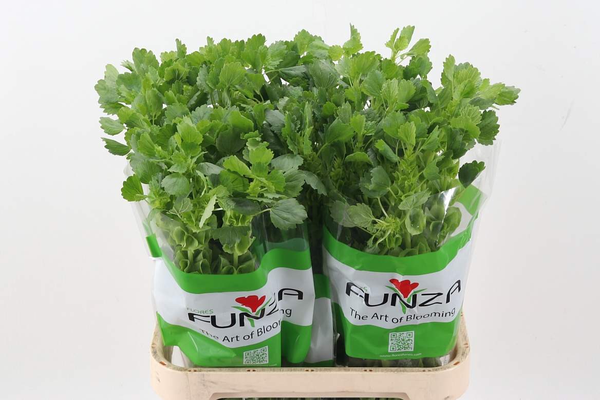 Moluccella Stuk