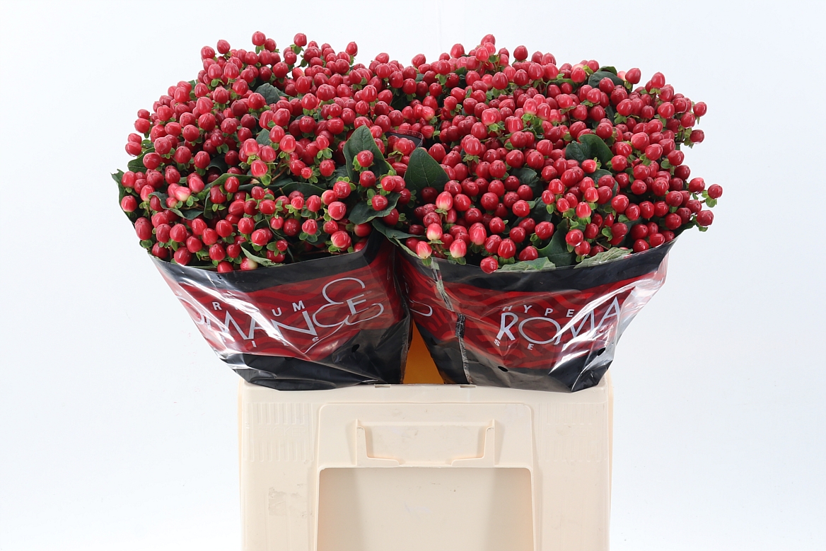 Hypericum True Romance 60cm