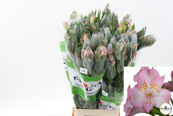 Alstr Dubai 80cm 65gram