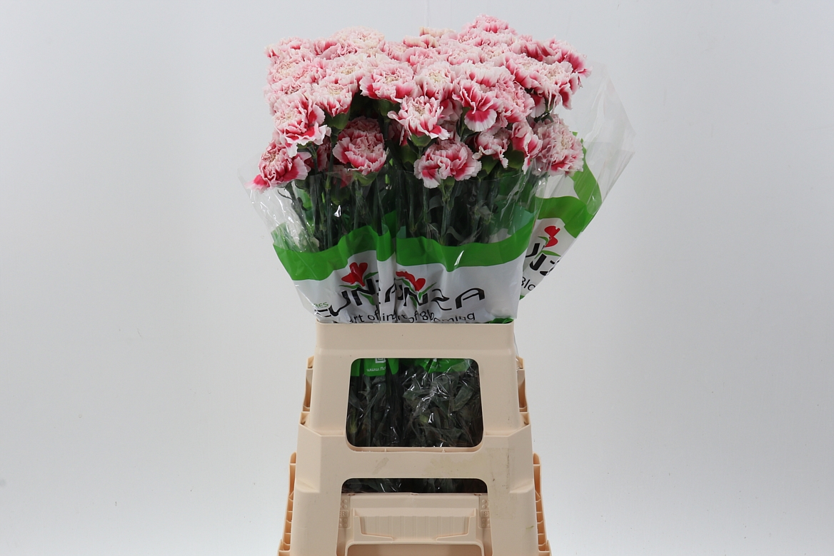 Dianthus Single Joker 70cm