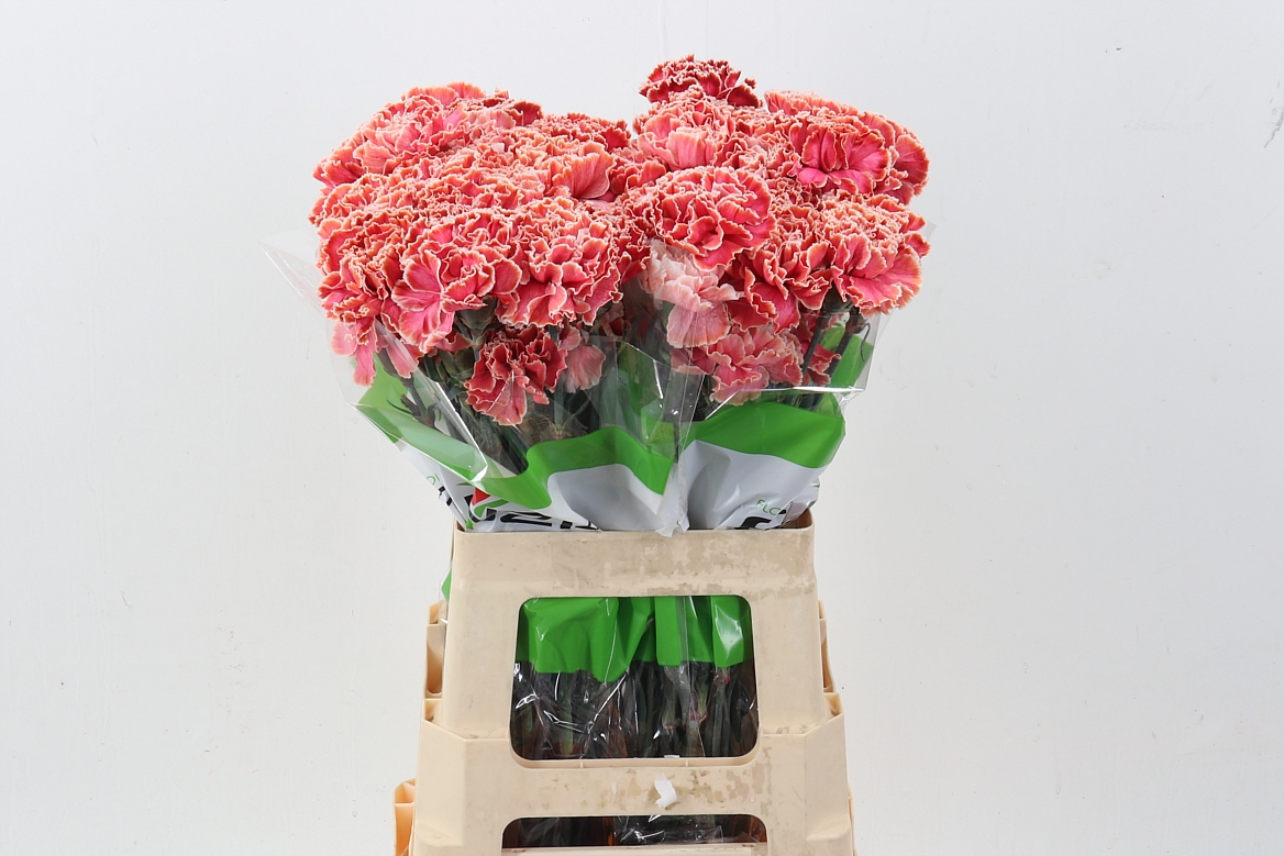 Dianthus St Painted 70cm