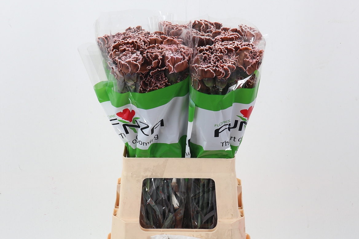 Di St Tinted Brownie