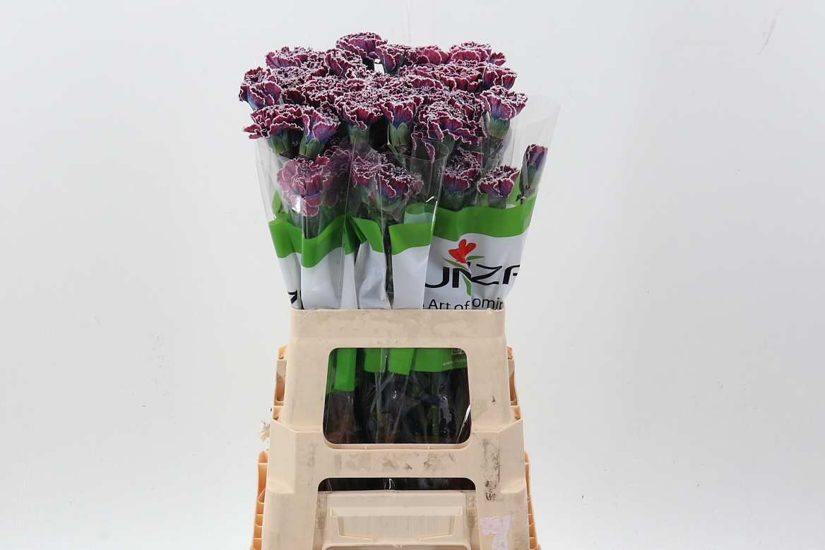 Dianthus St Painted 70cm