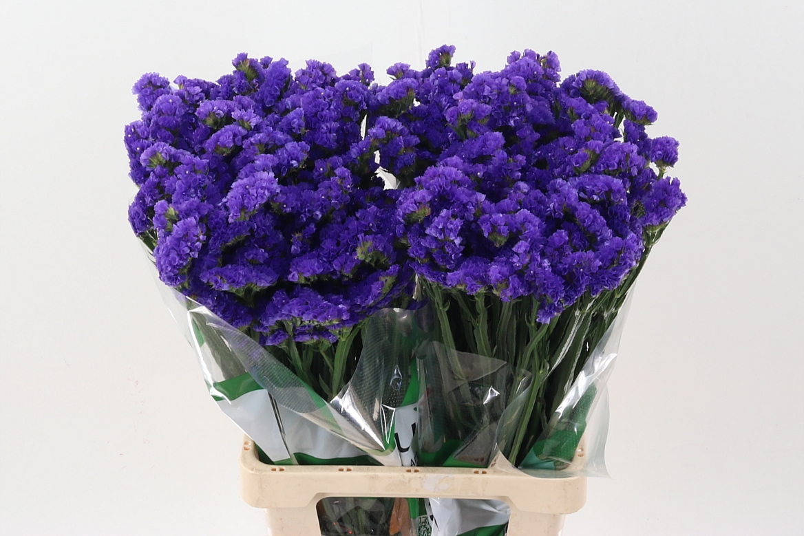 Limonium Sinuatum Besos Sun Birds 70cm 45gr.