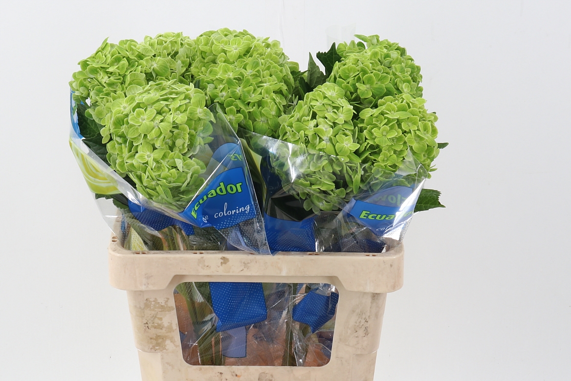 Hydrangea Shamrock Green 60cm 15cm Hd
