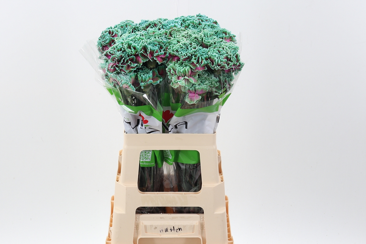 Dianthus St Painted 70cm